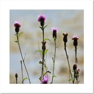 A highland thistle Posters and Art